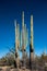Mature Saguaro Cacti Make Homes For Birds