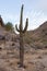 Mature Saguaro Cactus Phoenix Mountains