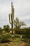 Mature Saguaro Cactus Sonora desert Arizona