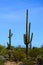 Mature Saguaro Cactus Sonora desert Arizona