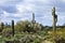 Mature Saguaro Cactus Sonora desert Arizona