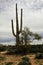 Mature Saguaro Cactus Sonora desert Arizona