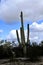 Mature Saguaro Cactus Sonora desert Arizona