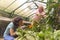 Mature Same Sex Female Couple Working In Greenhouse Looking After Vegetables And Plants Together