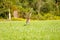 Mature Sandhill Crane Grus Canadensis at distance in a hayfield during late summer, selective focus, background and foreground b