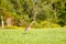 Mature Sandhill Crane Grus Canadensis at distance in a hayfield during late summer, selective focus, background and foreground b