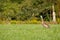 Mature Sandhill Crane Grus Canadensis at distance in a hayfield during late summer, selective focus, background and foreground b