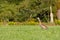 Mature Sandhill Crane Grus Canadensis at distance in a hayfield during late summer, selective focus, background and foreground b