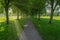 Mature Scottish Trees in Summer and a Footpath running through the centre of the image and dark shadows under the trees with the