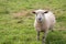 A mature sheep grazing in a field