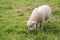 A mature sheep grazing in a field