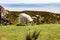 Mature sheep grazing in field near ocean