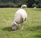 A mature sheep grazing in a field with other sheep