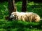 Mature sheep with long curly wool lying and grazing on green pasture