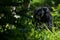 Mature Siamang Symphalangus ape amidst a lush and verdant jungle environment