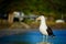 A mature Southern black-backed sea gull, close-up photo. Beautiful and healthy seabird in natural environment.