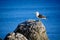 A mature Southern black-backed sea gull, close-up photo. Beautiful and healthy seabird in natural environment.