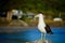 A mature Southern black-backed sea gull, close-up photo. Beautiful and healthy seabird in natural environment.