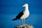 A mature Southern black-backed sea gull, close-up photo. Beautiful and healthy seabird in natural environment.