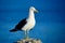 A mature Southern black-backed sea gull, close-up photo. Beautiful and healthy seabird in natural environment.