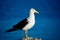 A mature Southern black-backed sea gull, close-up photo. Beautiful and healthy seabird in natural environment.