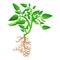 Mature soybean plant icon, cartoon style