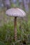 Mature specimen of a parasol mushroom