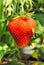 Mature strawberry in Grandma`s garden