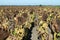 Mature sunflower field.