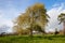 Mature sycamore tree landscape