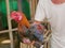 Mature Thai fighting rooster in a small local farm in rural area of Thailand