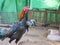 Mature Thai fighting rooster in a small local farm in rural area of Thailand