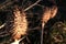 Mature thorny seed pods of Jimsonweed plant, latin name Datura Stramonium, in evening sunshine.