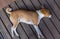 Mature tired basenji male dog sleeping on a wooden floor