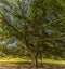 A mature tree in the Botanical gardens at Peradeniya, Kandy, Sri Lanka, Asia