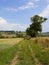 Mature trees by a grassy farm track in a patchwork summer landscape