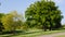 Mature trees in a public park in England