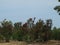 Mature Trees and Shrubs At The Big Tree Tree Farm