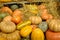 Mature vegetables. Gifts of fall. Pumpkins, vegetable marrows, onions. Background