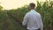 Mature, well-dressed businessman holding a tablet and walking through a green corn field, shot from behind