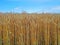 Mature wheat field and blue sky