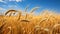 Mature wheat field with golden hues