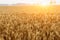 The mature wheat fields in the harvest season