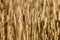 Mature Wheat Spike in Summer: Macro Close-up