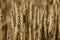 Mature Wheat Spike in Summer: Macro Close-up