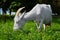 Mature white horned goat eating green grass in the meadow