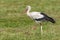 Mature White stork Ciconia ciconia walks on mowing grass field in summer