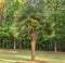 Mature Windmill Palm Tree