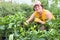 Mature woman in the garden is engaged in the cultivation of bell peppers and shows the harvest