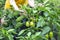 Mature woman in the garden is engaged in the cultivation of bell peppers and shows the harvest